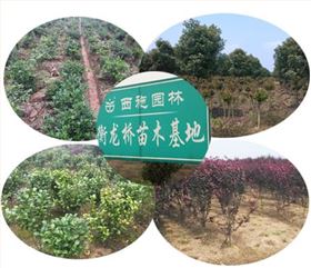 衡龙桥苗木基地