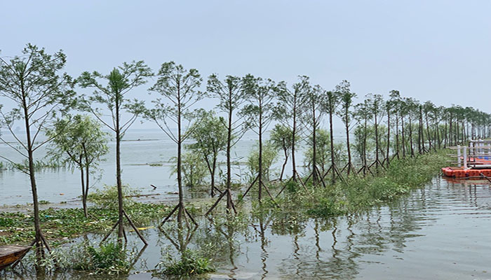 图2： 南洞庭湖区水松生态景观带guanw