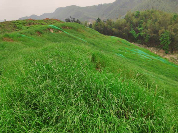 矿区植被恢复