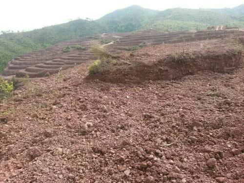 常宁万亩荒山废山生态修复产业化新模式——万亩油茶基地