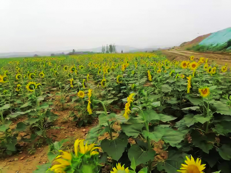 鹤壁市淇滨区南太行地区山水林田湖草生态保护修复工程